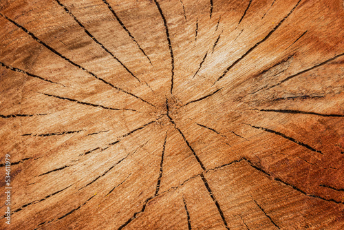 a cut of a tree trunk with cracks