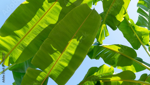 Banana leaves, plant background for cover and text