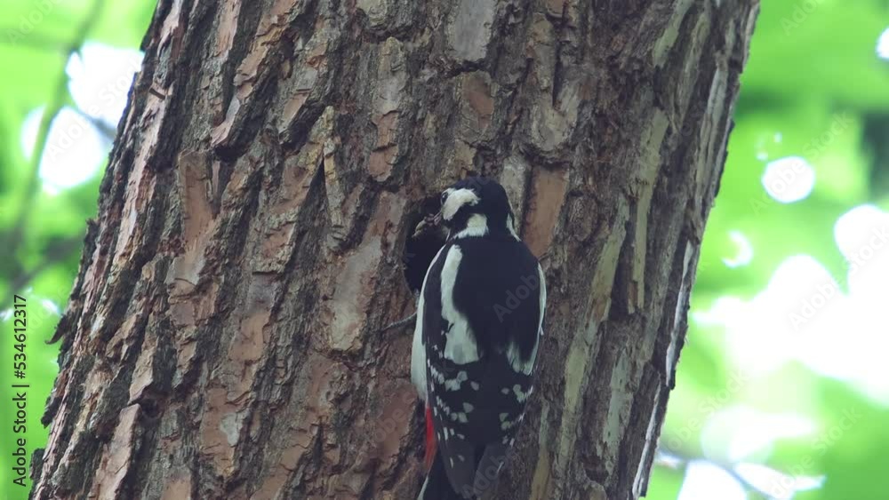 A woodpecker with food in its beak feeds chicks in a hollow. The woodpecker flies out of the hole A woodpecker with food in its beak feeds chicks in a hollow. The woodpecker flies out of the hole