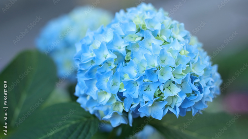 Hortensia. Selective focus on beautiful bush of blooming blue Hydrangea flowers and green leaves .Natural background. Hydrangea flower. Details of blue petals. Hydrangea Macrophylla. Summer flower