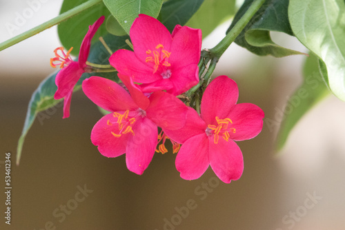 Pink Maui Flower