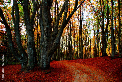 Stunning scenery with winding road and massive beech tree with multiple trunks in a mysterious grove covered by autumn foliage of Monte Canfaito natural reserve
