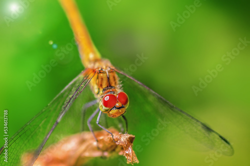 dragonfly sitting on a grass, photo wich blur background