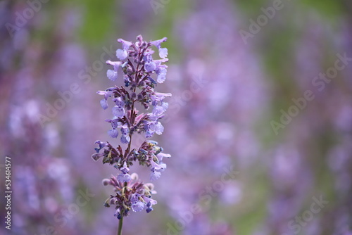 Catmint (Nepeta × faassenii) - Faassen's catnip and its trumpet-shaped, soft lavender flowers