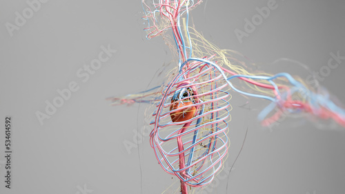 Human arterial and venous circulatory system, Medically accurate animation of Heart with Vains and arteries, blood vessels, 3d render	