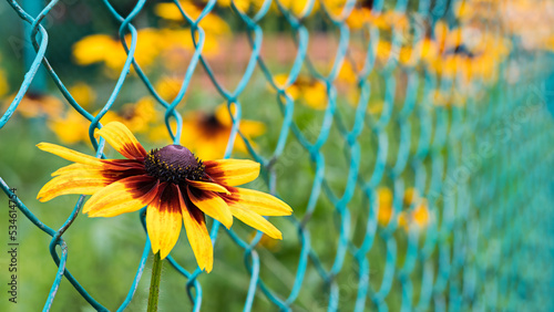Closeup of black eyed Susan flower head on green wire mesh background. Rudbeckia hirta. Beautiful yellow ornamental herb with brown center growing outside grid pattern fence and blur garden flowerbed. photo