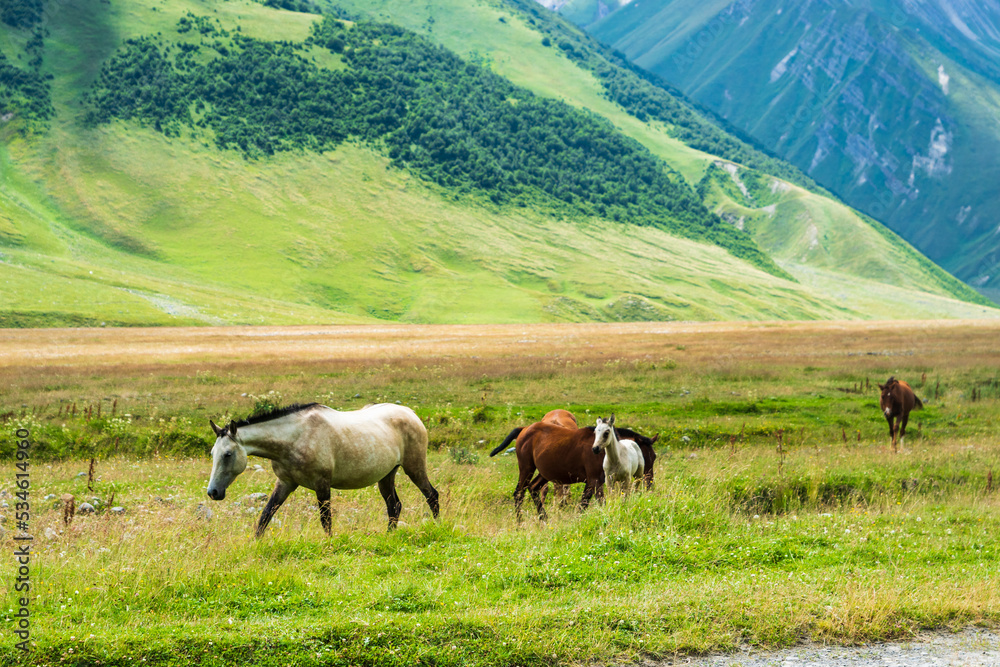 Horses family on green pasture and mountain landscape on trekking / hiking route in Kazbegi mountain area, Georgia.  Wild or semi feral horses in mountain in Caucasus