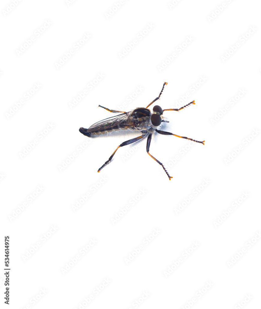 South Australia Robber Fly, Assassin Fly or Bee Killer on white. South Australia Robber Fly, Assassin Fly or Bee Killer on white.