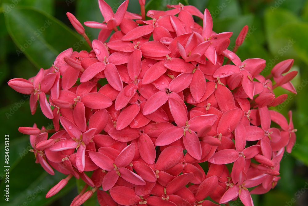 Ixora coccinea or scarlet jungle flame plant after a slight rainfall wth a few ants on the petals. Ixora coccinea or scarlet jungle flame plant after a slight rainfall wth a few ants on the petals.