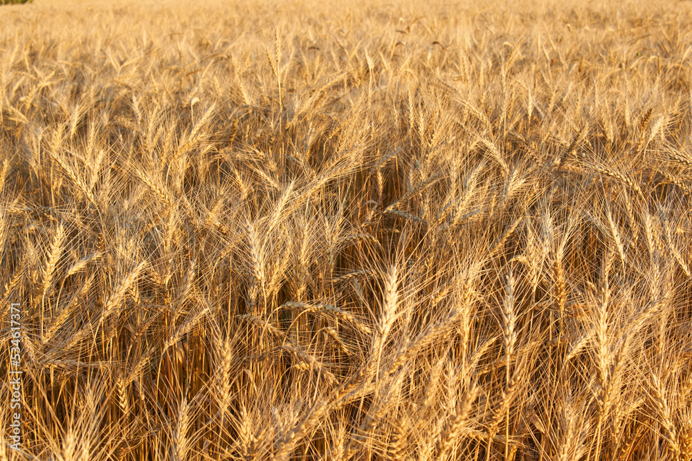 Wheat field during sunset. Wheat field during sunset.