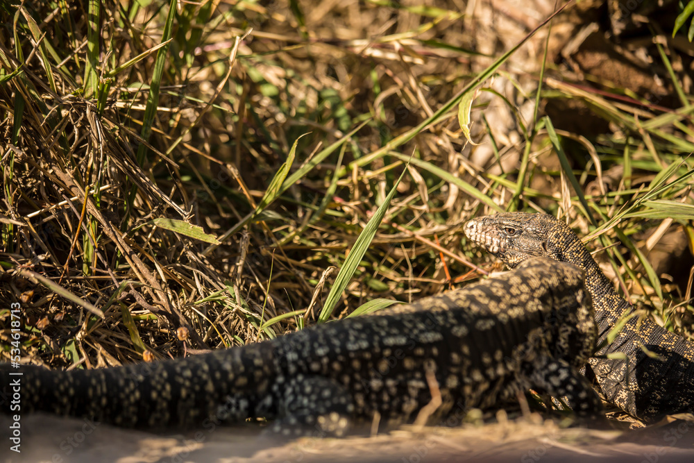Lagarto Overo Lagarto Overo