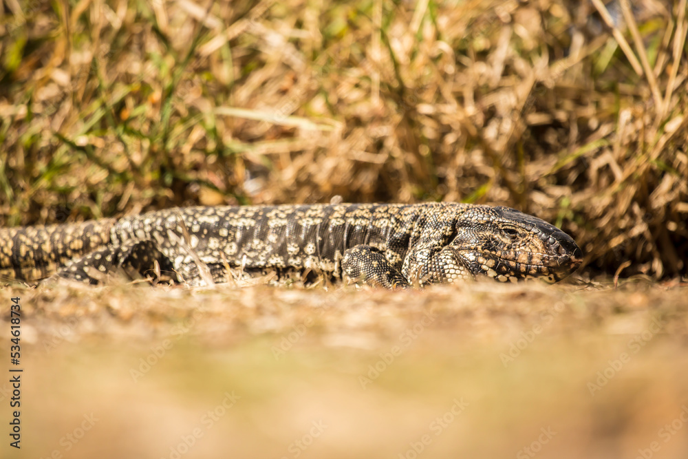 Lagarto Overo Lagarto Overo