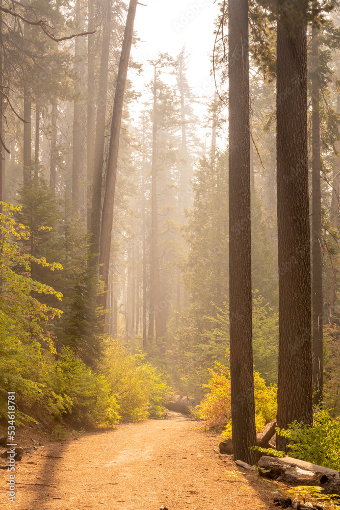 Obraz premium Forest Fire Smoke Fills Forest Along Tuolumne Grove Road