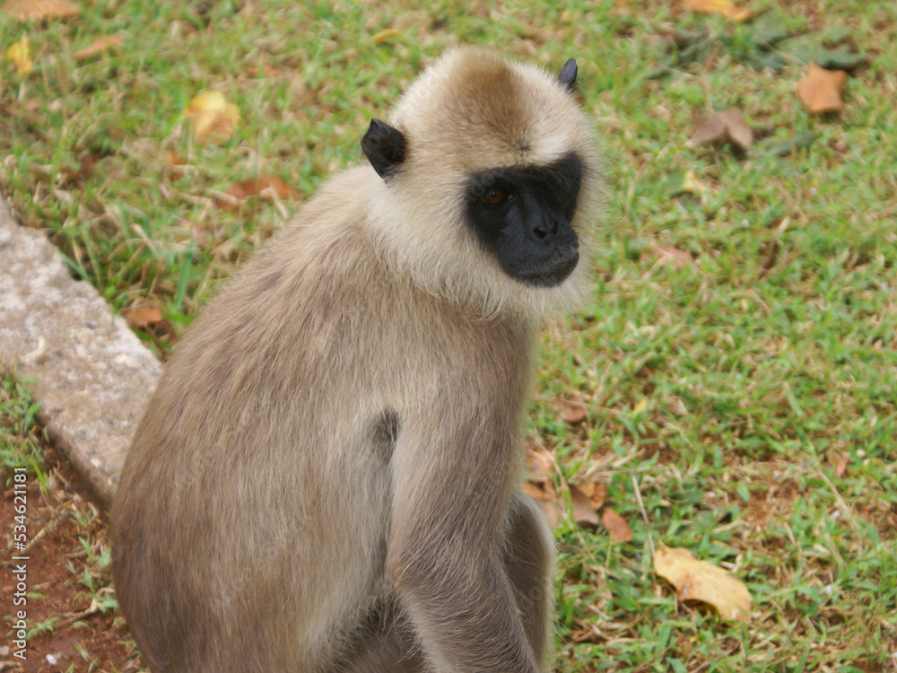 Fototapeta premium Gulman monkey portrait at Sri Lanka. Sitting monkey. An animal in the wild