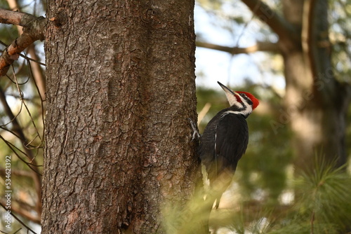 Woodpecker on a tree in summer forest