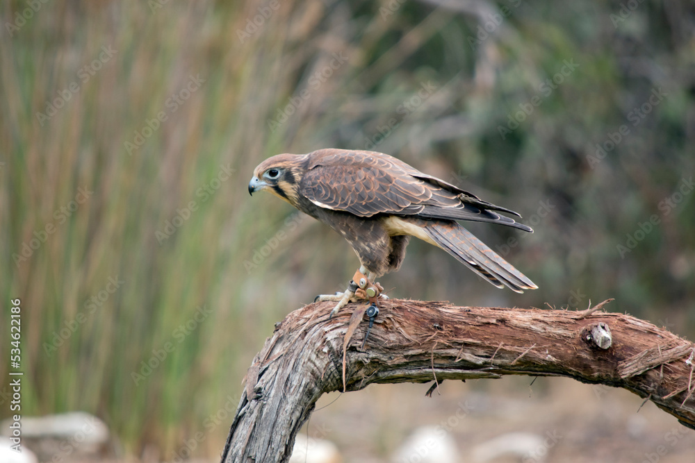 the brown falcon is mainly brown with some white feathers the brown falcon is mainly brown with some white feathers