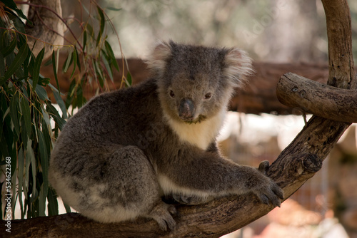 Fototapeta Naklejka Na Ścianę i Meble -  the koala is a grey marsupial with fluffy ears and a white chest