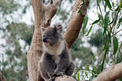 Photography the koala has grey and brown fur with a large black nose, pink lower lip and flu