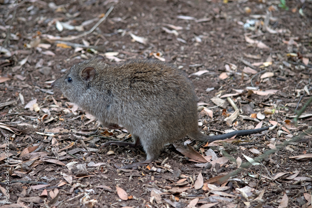 the long nosed potoroo looks similar to a rat the long nosed potoroo looks similar to a rat