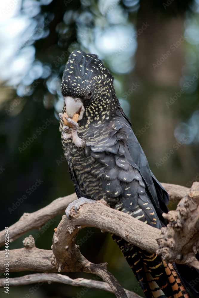 the red tailed black cockatoo has a black body with yellow marking and some red in its tail the red tailed black cockatoo has a black body with yellow marking and some red in its tail