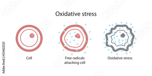 Oxidative stress and cell response