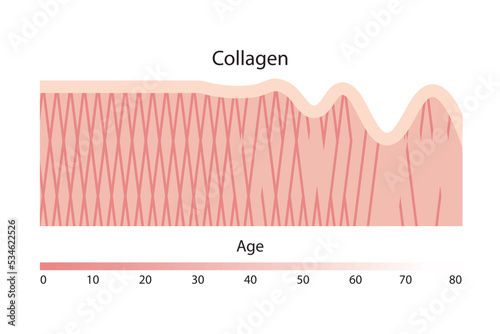 Collagen, a type of protein found in the skin, decreases with aging. photo