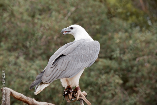 The White-bellied Sea-Eagle is the second largest raptor found in Australia he is standing on a branch