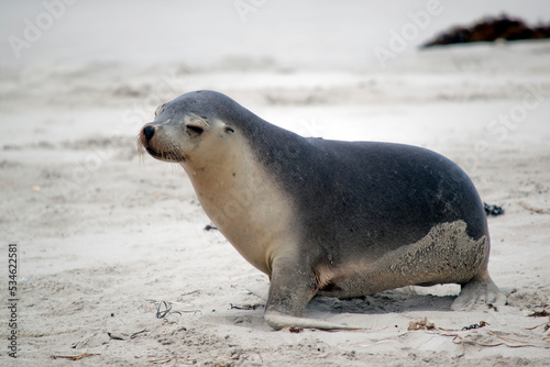 the sea lion pup is grey on the top and white on its bottom