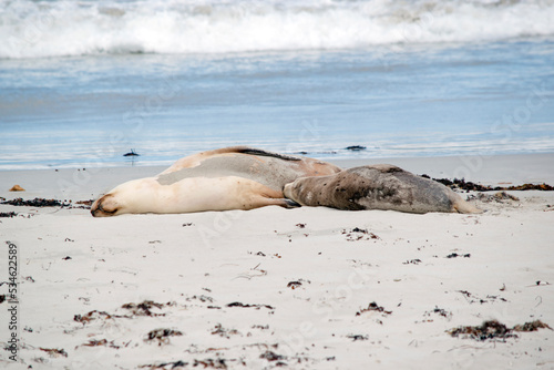 the sea lion is grey on top and white on her bottom to protect her whiles she is in the water