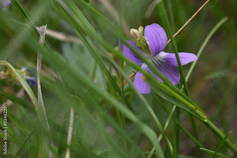 Viola pedatifida Viola pedatifida
