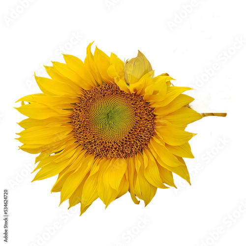 Fototapeta Naklejka Na Ścianę i Meble -  sunflower isolated object
