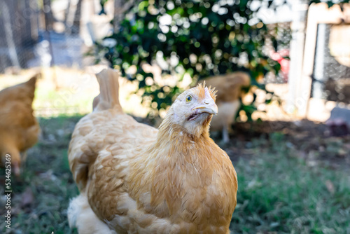 chicken, buff orpington chicken, golden chicken photo