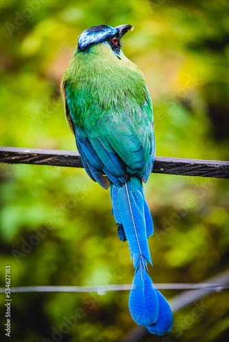 Andean motmot (Momotus aequatorialis) tropical colourful bird barranquero andino passerine photo