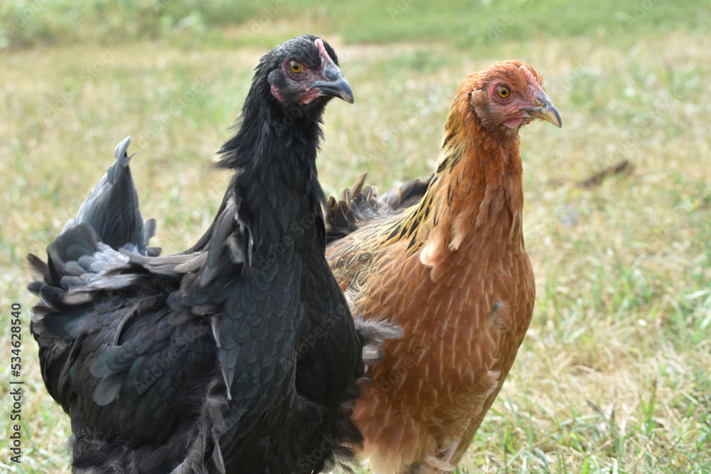 Fototapeta premium chicken face