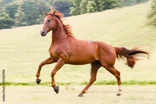 red chestnut race horse in motion in field