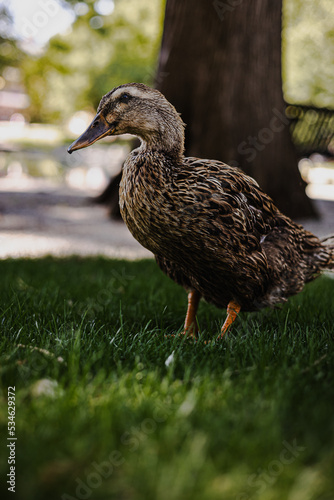 duck in the park