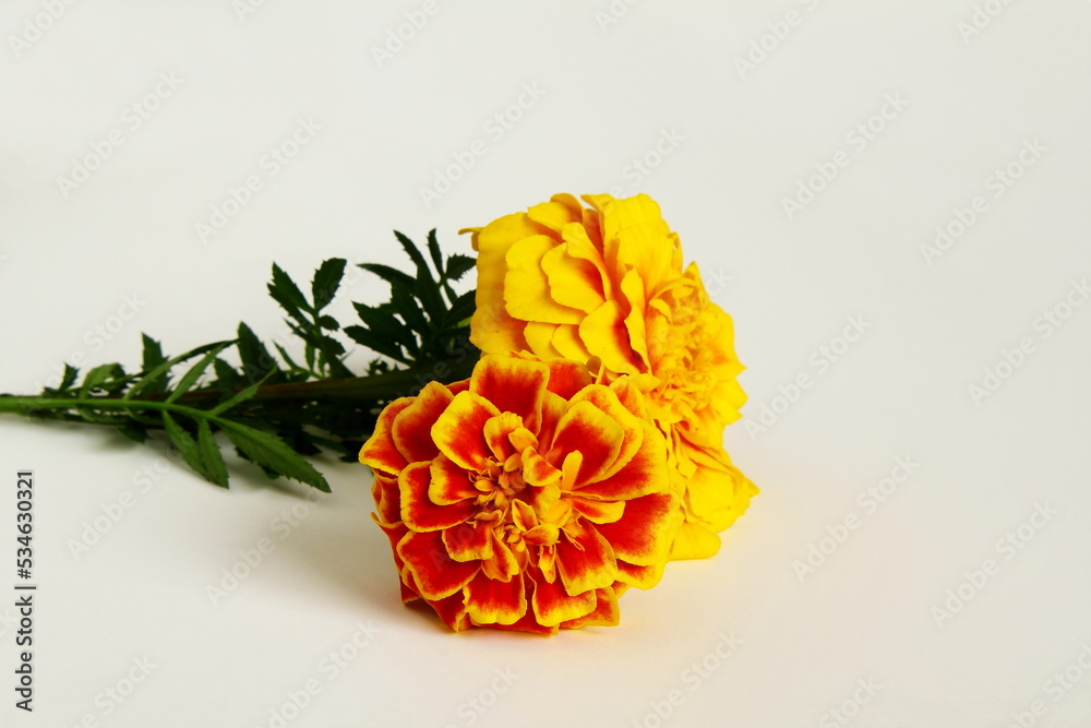   colorful marigold flower in white background for hindu religious,marriage invitation,diwali,new year,ganesh chaturthi,festival,nature related concept,Selective focus closeup with copy space