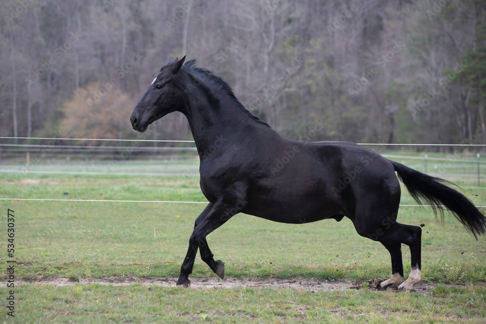 black horse in green field