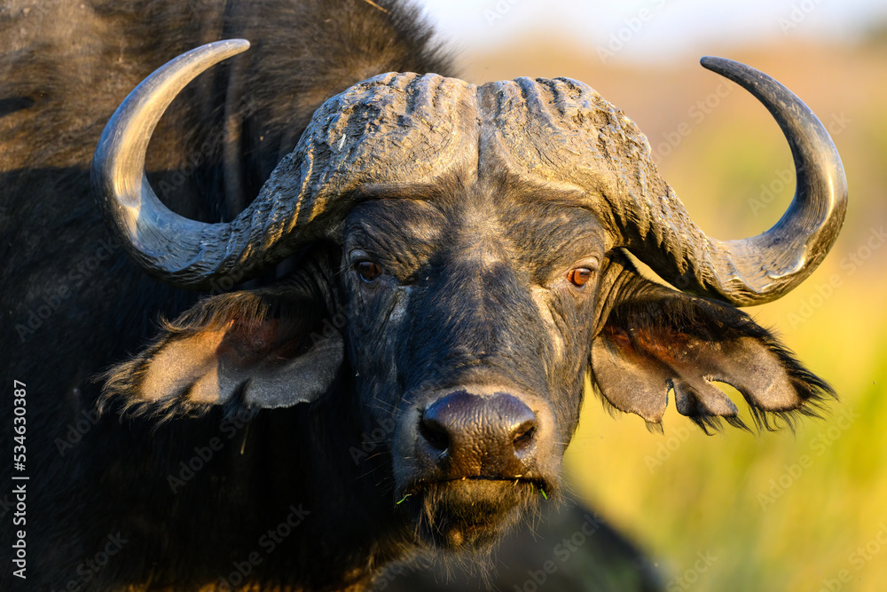 Naklejka premium Close up of a water buffalo