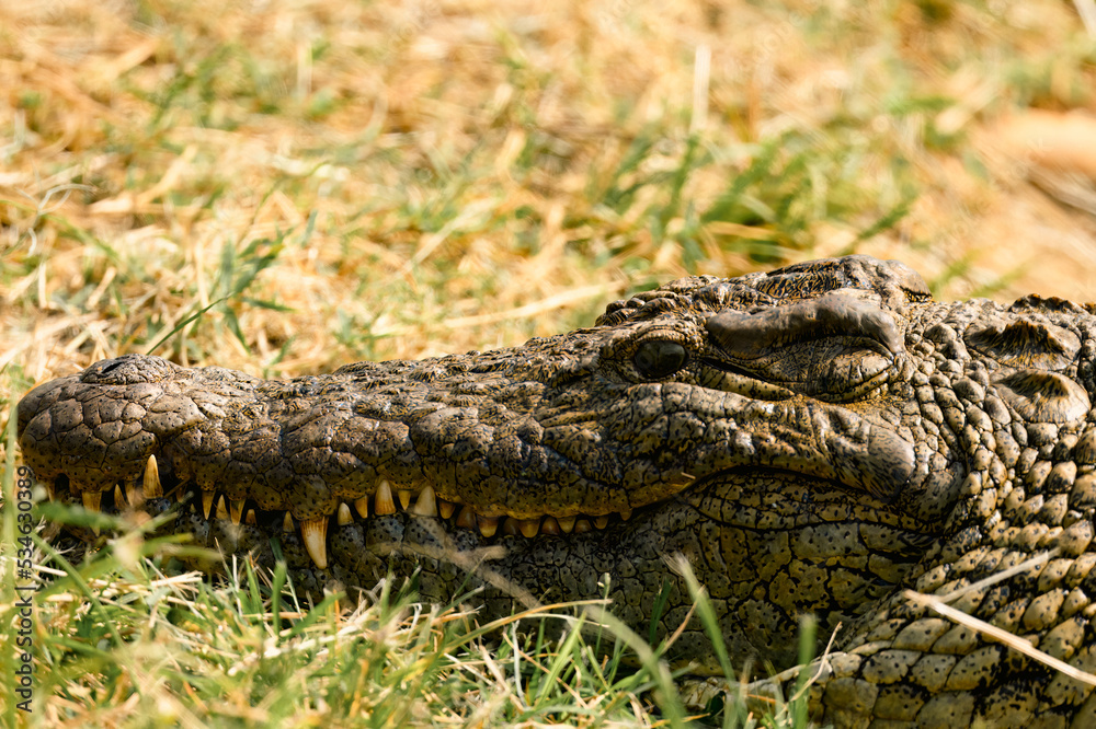 Fototapeta premium A crocodile in the sun
