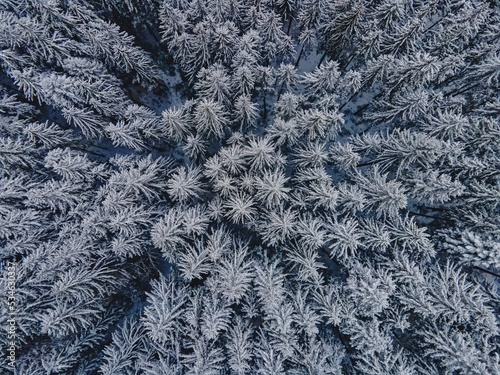 Aerial drone shot of pine trees covered with snow. Snowy winter forest
