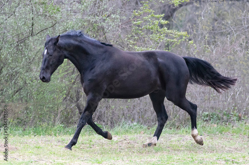 black horse in green field © diana