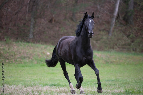 black horse in green field