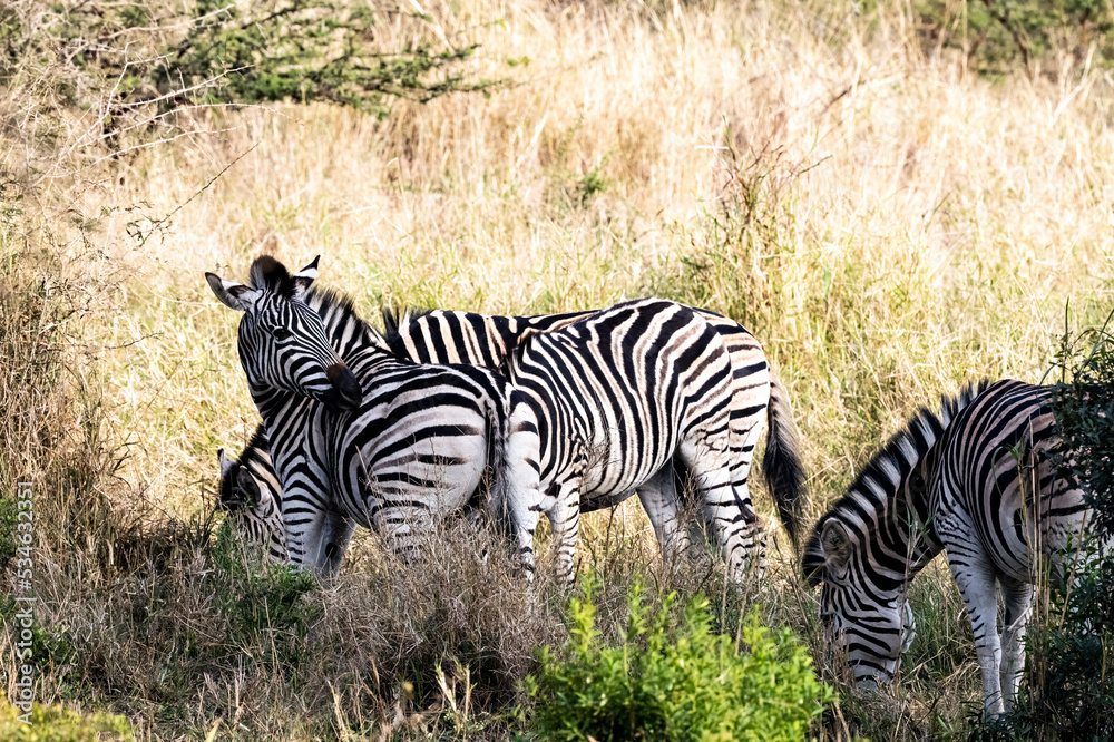 Obraz premium zebra in the savannah