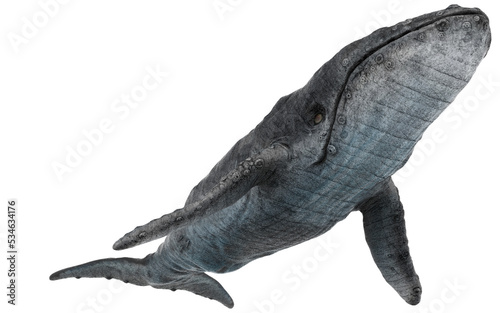 Canvas Print whale on white background