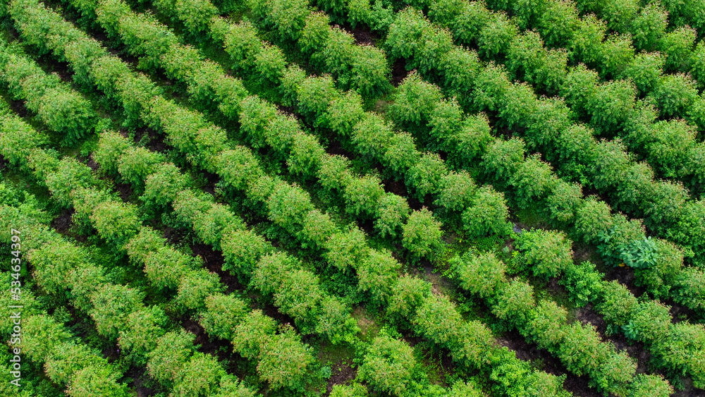 Aerial view of beautiful landscapes of agricultural or cultivating areas in tropical countries. Eucalyptus plantation in Thailand. Natural landscape background.