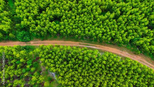 Aerial view of a dirt road that cuts through the beautiful green spaces of rural eucalyptus plantations. Top view of eucalyptus forest in Thailand. Natural landscape background.