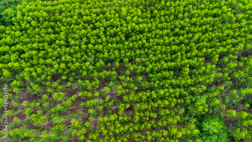 Aerial view of beautiful landscapes of agricultural or cultivating areas in tropical countries. Eucalyptus plantation in Thailand. Natural landscape background.