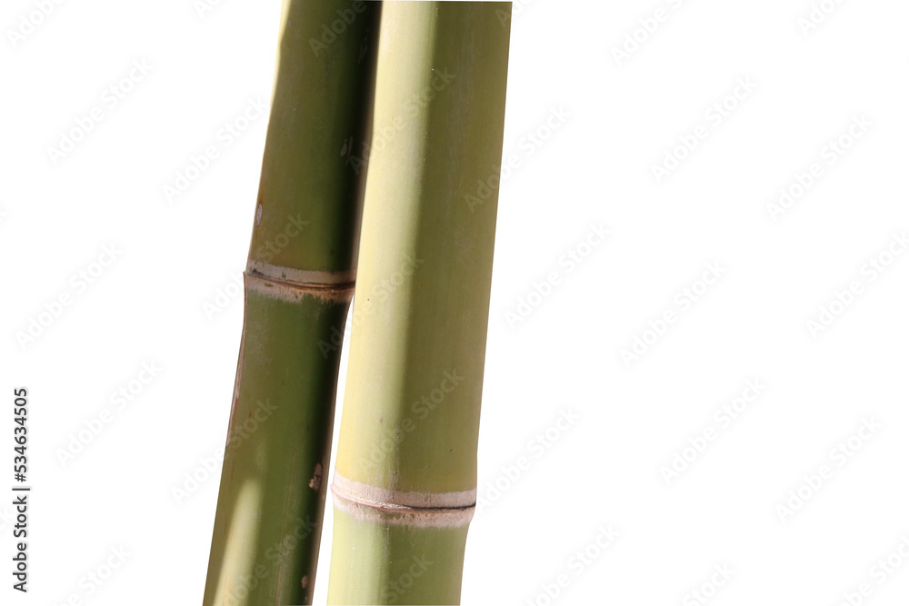 Bamboo trunk with green color freshness on isolated background Bamboo trunk with green color freshness on isolated background