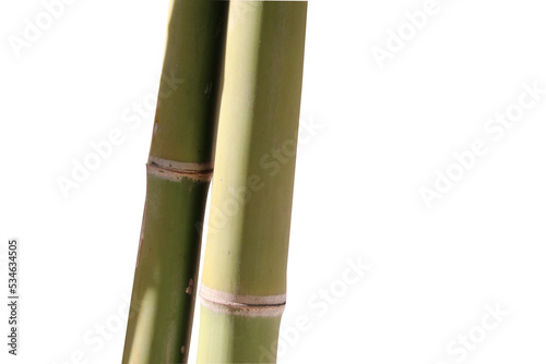 Bamboo trunk with green color freshness  on isolated background